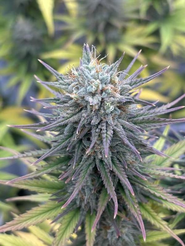 Insane OG > Barneys Farm | Feminisierte Hanfsamen  |  Indica